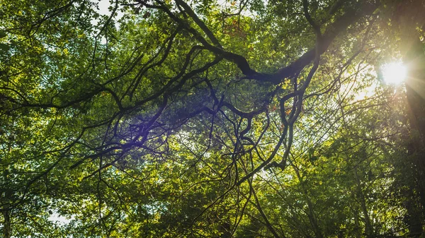 Orman ağaçlarının dalları ile delici güneş ışınları