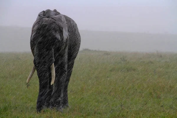 A lonely elephant walks in the rain in Kenya