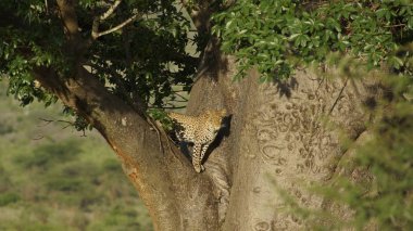 Afrika, Kenya 'daki ulusal parkta bir ağaçtaki leopar. Panthera cinsindeki büyük bir kedi. Sahra altı Afrika ve Asya 'nın bazı bölgelerinde geniş bir yelpazeye sahip Felidae familyasının bir üyesidir.. 