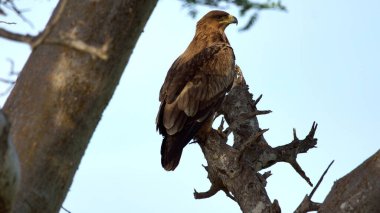 Kenya 'da bir ağacın dalında şahin, Afrika' da kuş.