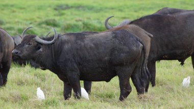 Kenya 'da bir Afrika bufalosu sürüsü, Afrika' da vahşi yaşam..