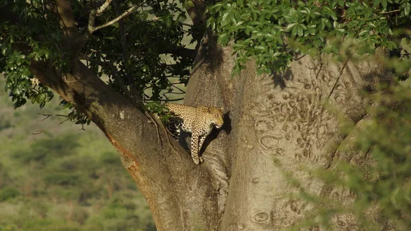 Léopard Sur Arbre Dans Parc National Kenya Afrique Est Gros — Photo