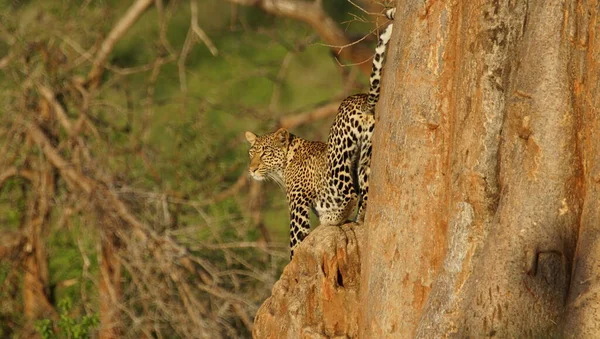 非洲肯尼亚国家公园里的一棵树上有豹 它是豹属的一只大猫 它是Felidae家族的一员 分布在撒哈拉以南非洲和亚洲部分地区 — 图库照片