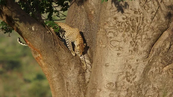 Léopard Sur Arbre Dans Parc National Kenya Afrique Est Gros — Photo