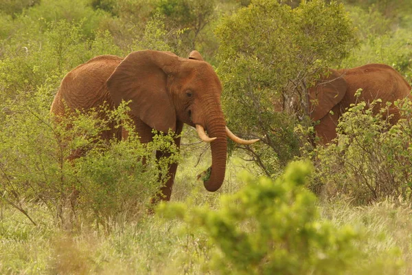 Wilde Olifanten Afrikaanse Savanne Wilde Dieren Safari Afrika — Stockfoto