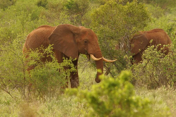 Ελέφαντες Στην Κένυα Άγρια Ζώα Στην Αφρική — Φωτογραφία Αρχείου