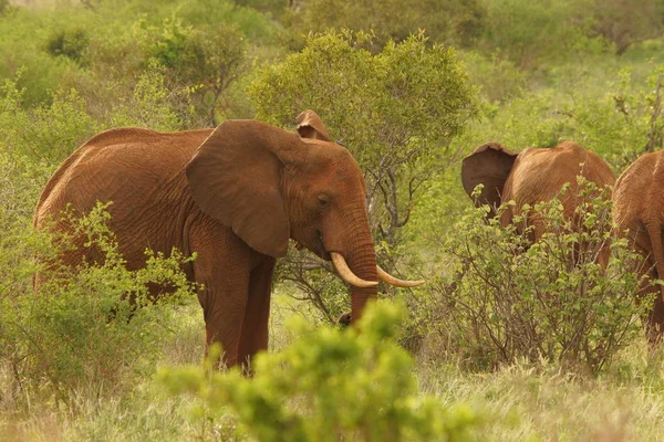 Ελέφαντες Στην Κένυα Άγρια Ζώα Στην Αφρική — Φωτογραφία Αρχείου