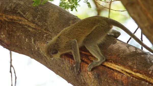 Singe Sauvage Sur Arbre Afrique Une Faune Sauvage — Photo