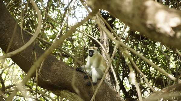 Macaco Selvagem Uma Árvore África Animais Selvagens — Fotografia de Stock