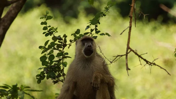 Wild Monkey Tree Africa Animal Wildlife — Stock Photo, Image