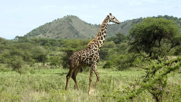 Καμηλοπάρδαλη Στη Σαβάνα Της Κένυας Στην Αφρική — Φωτογραφία Αρχείου