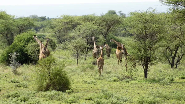 Groupe Girafes Dans Savane Kenya Afrique — Photo