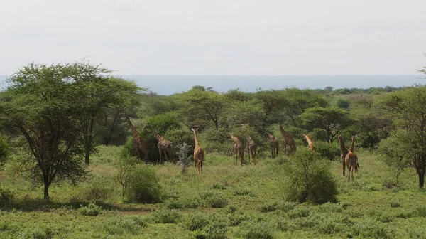 Grupo Jirafas Sabana Kenia África — Foto de Stock
