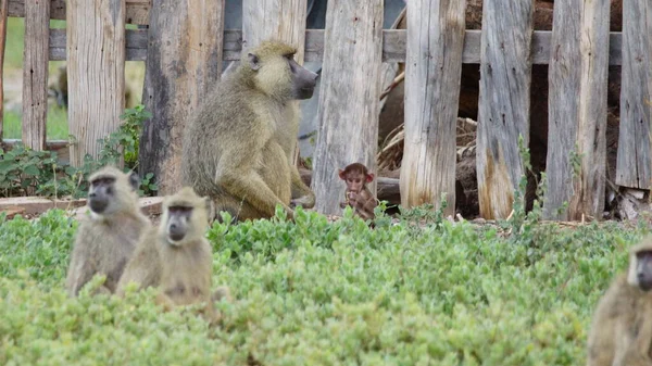 Grupo Macacos Selvagens África Animais Selvagens — Fotografia de Stock