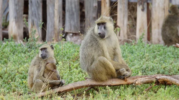 Grupo Monos Salvajes África Vida Silvestre Animal — Foto de Stock