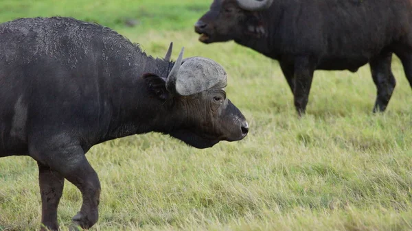 ケニアのサバンナでのアフリカのケープ水牛 アフリカの動物野生動物 — ストック写真