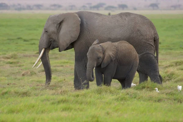 Μερικοί Ελέφαντες Εθνικό Πάρκο Στην Κένυα Στην Αφρική — Φωτογραφία Αρχείου