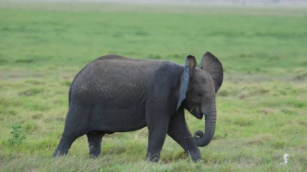 Νεαρός Ελέφαντας Εθνικό Πάρκο Σαφάρι Στην Κένυα Στην Αφρική — Φωτογραφία Αρχείου