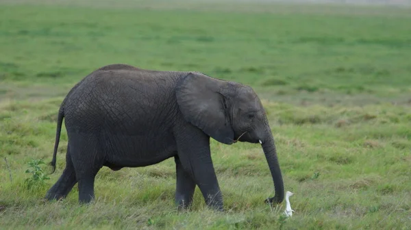 Afrika Daki Kenya Daki Safari Ulusal Parkında Genç Bir Fil — Stok fotoğraf