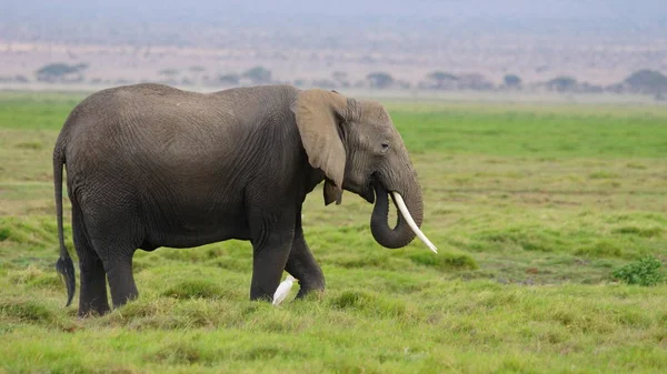 Éléphant Marche Avec Oiseau Blanc Dans Savane Africaine Dans Une — Photo