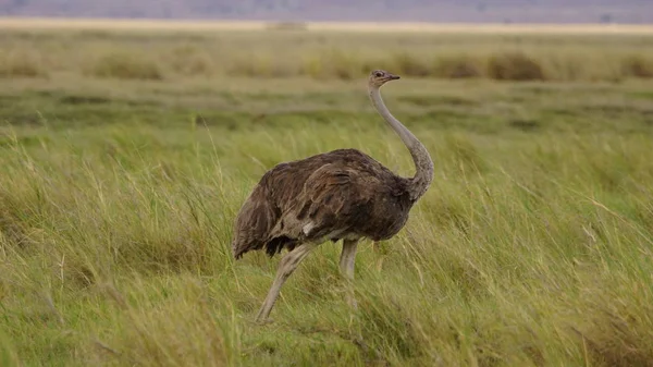 Autruche Dans Savane Africaine Kenya Afrique — Photo