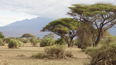 Kenya, Doğu Afrika 'da bir Afrika savanasının manzarası.