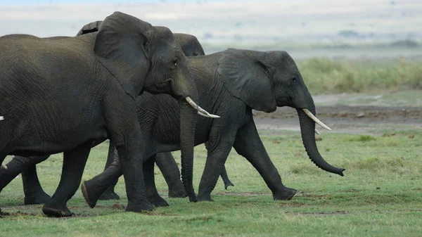 Herd Van Olifanten Nationaal Park Kenia Afrika — Stockfoto