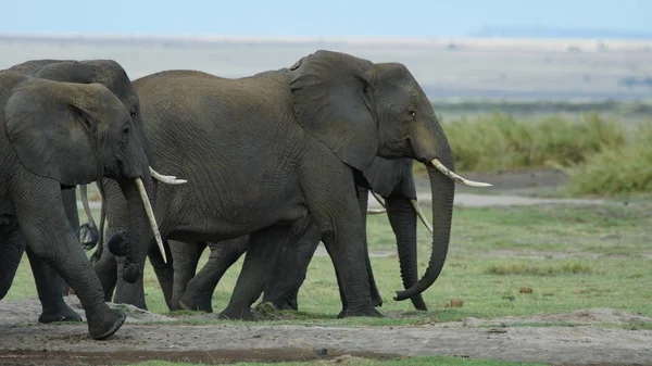 Herd Van Olifanten Nationaal Park Kenia Afrika — Stockfoto
