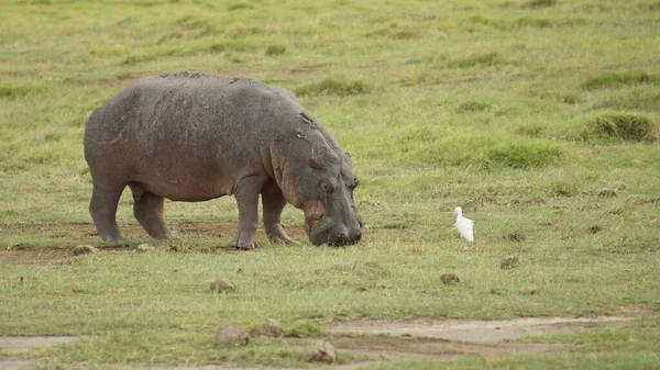 Hippo Eats Grass Small White Bird Savanna Kenya Africa — Stock Photo, Image