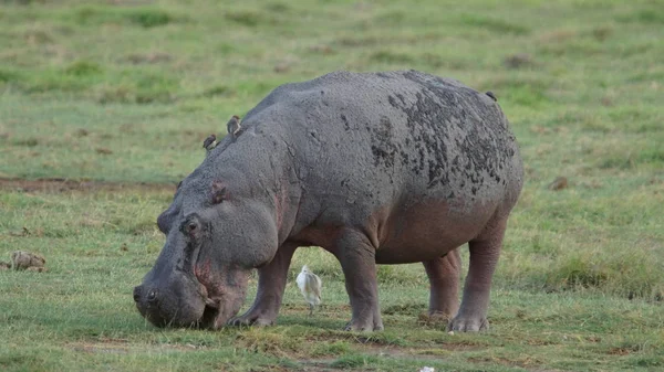 アフリカのケニアのサバンナで草と小さな白い鳥を食べるカバ — ストック写真