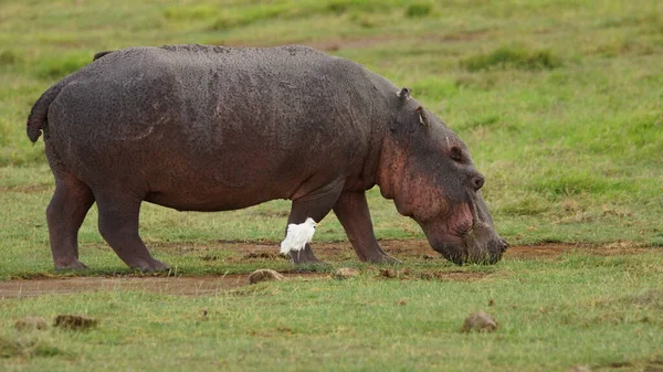 Een Nijlpaard Dat Gras Eet Een Kleine Witte Vogel Savanne — Stockfoto