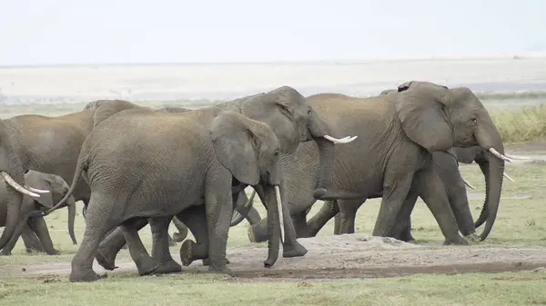 Herd Van Olifanten Nationaal Park Kenia Afrika — Stockfoto