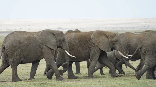 アフリカのケニアの国立公園の象の群れ — ストック写真