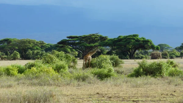 Girafe Dans Savane Africaine Faune Sauvage Kenya Afrique Est — Photo