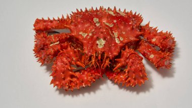 Çiğ Kamçatka kırmızı kral yengeci..