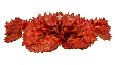 Çiğ Kamçatka kırmızı kral yengeci..