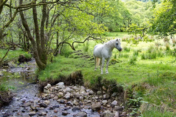 Cavalo Branco Ficar Perto Córrego Campo Escocês — Fotografia de Stock