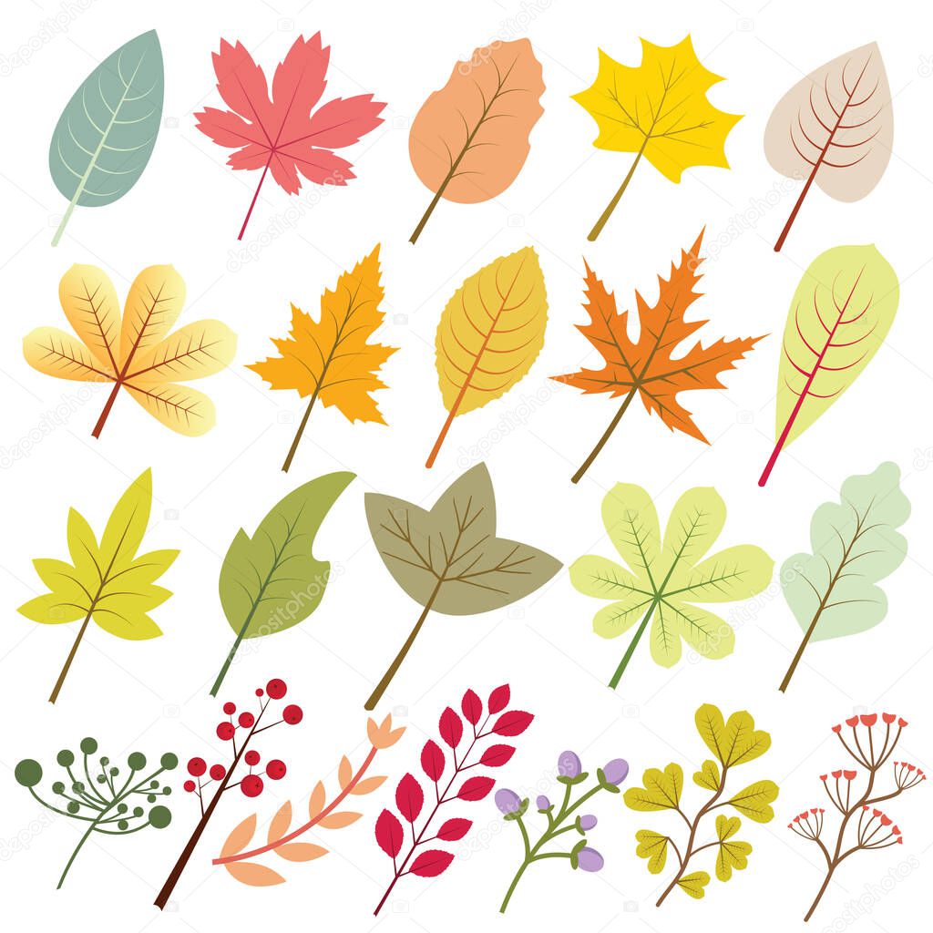 Autumn leaf collection with a lot of variation and color