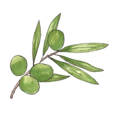 Beyaz arka planda suluboya zeytin dalı. Elle çizilmiş ve izole edilmiş doğal vektör nesnesi.