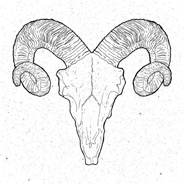 Ram Crânio em estilo vintage no fundo branco — Vetor de Stock