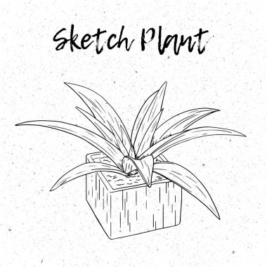 Siyah ve beyaz çizilmiş bitki tencerede ver. Beyaz bir arka plan üzerinde izole