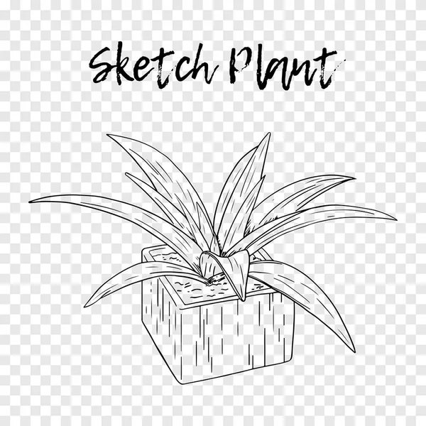 黒と白の手のポットに描かれた植物。背景に分離 — ストックベクタ