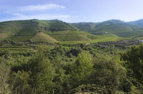 Güzel kırsal ve üzüm bağı görünümü