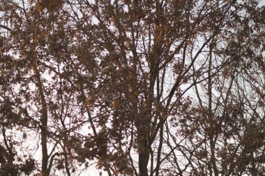 Yakın up - ayrıntı brown'ın çıplak dalları bırakır