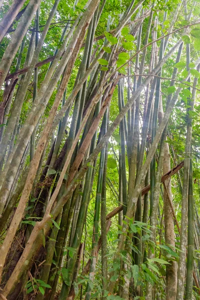Бамбукових джунглів в Таїланді — стокове фото