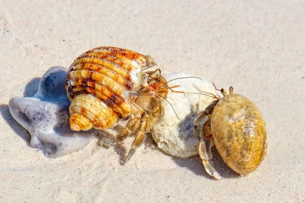 Dois caranguejos eremita em uma concha de parafuso — Fotografia de Stock