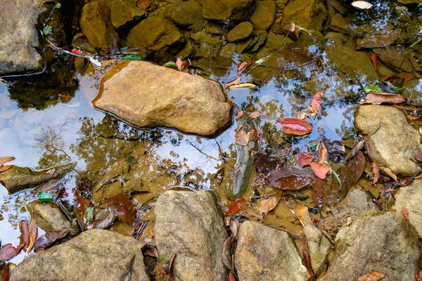 Маленький горный ручей в джунглях — стоковое фото
