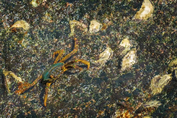 Kleine krab rusten op een natte steen — Stockfoto