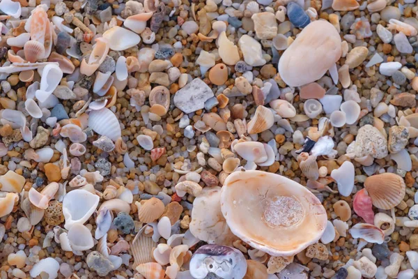 Close up de areia molhada com conchas marinhas esmagadas em dia ensolarado . — Fotografia de Stock
