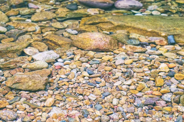 Tropical fishes near the water surface — Stock Photo, Image